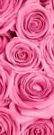 Рулонная штора термоблэкаут Розы розовые фон                (d-200726-gr)