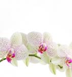 Рулонная штора ролло термоблэкаут Орхидея веточка                (d-201112-gr)