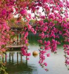 Рулонная штора ролло термоблэкаут Цветущие ветви в саду Китая                (d-201109-gr)