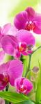 Рулонная штора термоблэкаут Сияющая орхидея                (d-200738-gr)