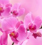 Рулонная штора ролло термоблэкаут Орхидея розовая                (d-201116-gr)