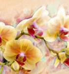 Рулонная штора ролло термоблэкаут Орхидея живопись                (d-200332-gr)