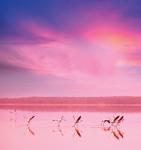 Рулонная штора ролло термоблэкаут Фламинго на закате                (d-201233-gr)