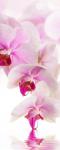 Рулонная штора термоблэкаут Розовая орхидея                (d-200731-gr)