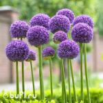 Лук декоративный Allium Gladiator (луковица)