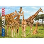 Пазлы 2000 А1ф 960х680мм Premium Жирафы