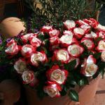 №860 Духи Rose (Роза болгарская) 100 мл