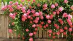 860 Масло Queen Special Rose (Роза болгарская) 50 мл