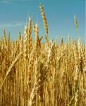 Семена "Зеленый уголок"  Пшеница  (зеленое удобрение, кормовая культура)