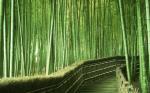 №889 Духи Bamboо (Бамбуковые) 100 мл
