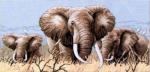 4365 Африканские слоны набор для вышивания