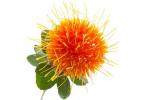 Масло HEMANI Oil Saﬄower, 30 мл/Сафлоровое масло