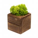 Композиция «Мох в интерьере «MossBox» fire green cube