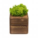 Композиция «Мох в интерьере «MossBox» fire green cube