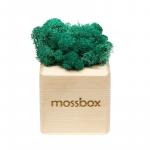 *Композиция «Мох в интерьере «MossBox» wooden moray cube