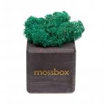 *Композиция «Мох в интерьере «MossBox» black moray cube