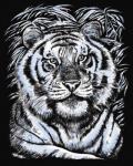 Гравюра Белый тигр