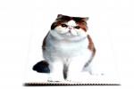 салфетка для очков микрофибра жирный кот