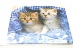 салфетка для очков микрофибра два котенка в корзинке синий фон