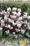 Cyclamen hederifolium