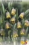 Fritillaria uva-vulpis