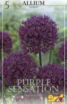 Allium Purple Sensation