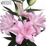 Растение Лилия Waverider