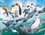 FH7 - Пингвины