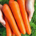 Морковь Белочка 1г