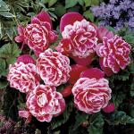 Camelia