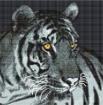 "Тигр" Рисунок на ткани 30х30