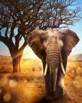 "Африканский слон" Набор для выкладывания стразами