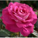 Роза Barone Edmond de Rothschild