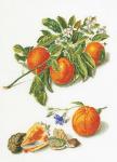 Набор для вышивания "Thea Gouverneur" 3061А   "Апельсины и мандарины"
