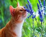 Рыжий кот нюхает цветы