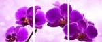 Фиолетовые цветы орхидеи