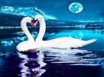 - Влюбленные лебеди под луной