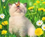 Котенок среди цветов с бабочкой на носу
