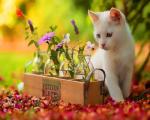 Белый котенок и цветы в баночках