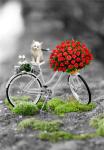 Котенок на велосипеде с корзиной роз