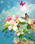 Бабочки на яблоневом цвету