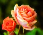 Чайные розы на кусте