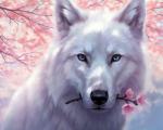 Белая волчица с сакурой в зубах