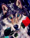 Галантный волк с красной розой