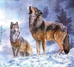 Пара волков воет в зимнем лесу