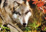 Серый волк на охоте