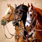 - Величие лошадей