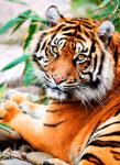 Благородный тигр