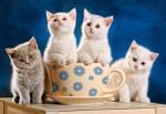 Четыре пушистых котенка и чашка
