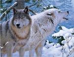 Волки в холодном зимнем лесу